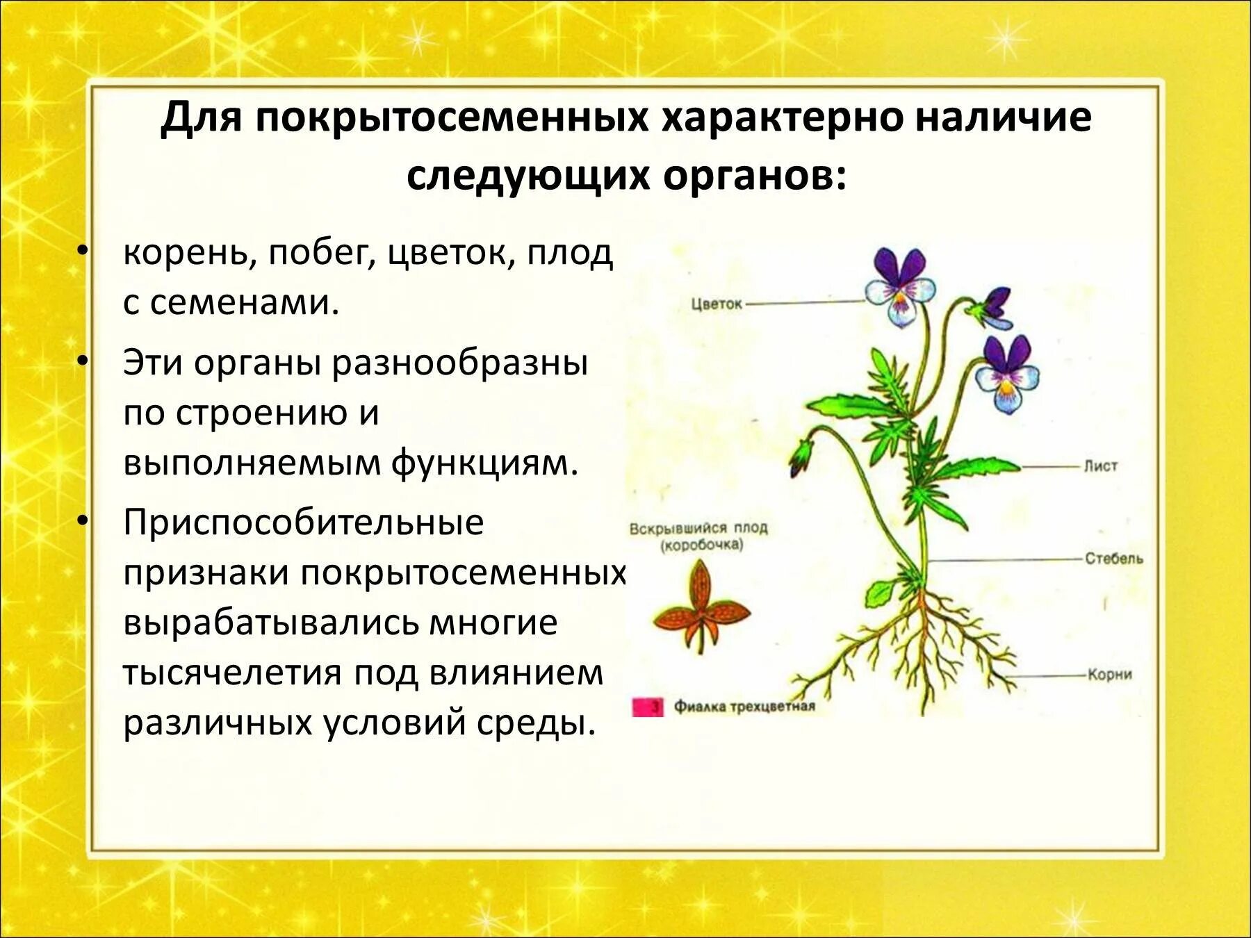 Особенностями покрытосеменных растений являются. Покрытосеменные цветковые растения строение. Строение цветковых покрытосеменных растений. Особенности строения покрытосеменных растений. Изучение внешнего строения покрытосеменных(цветковых) растений.