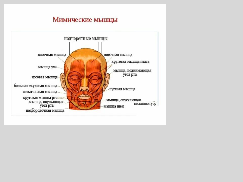 Надчерепную мышцу