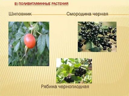 Шиповник смородина