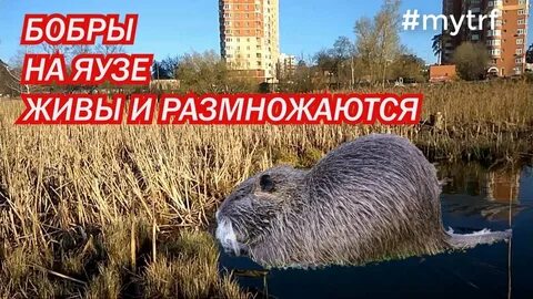 Канал бобра ютуб