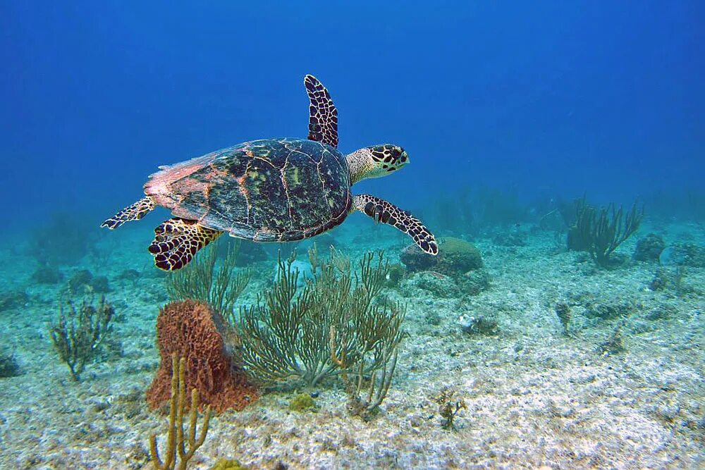 Left turtle. Морские черепахи Эгейское море Гюмюльдур. Морская черепаха Ридли Кемпа. Логгерхед. Черепаха в море на рабочий стол.