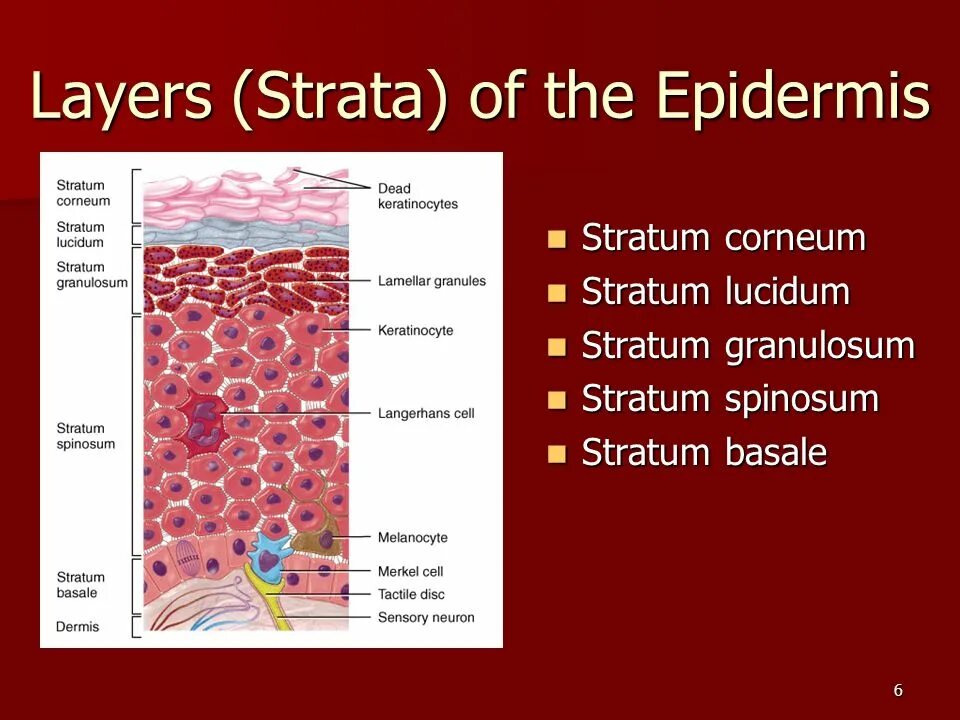 Stratum перевод. Epidermis layers. stratum granulosum. stratum spinosum. стратум корнеум это.