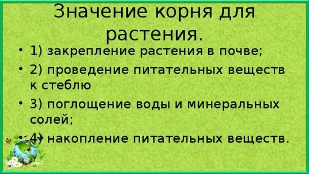 Какое значение для растения. Значение корня для растения. Значение корня в жизни растения. Какое значение для растения имеет корень.