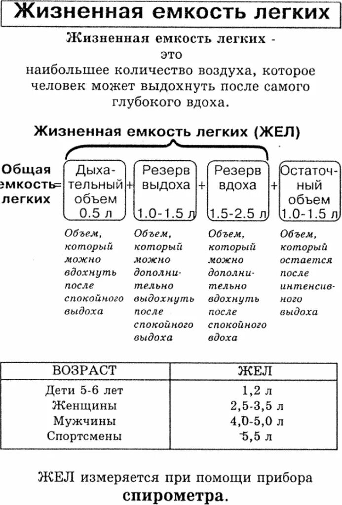 Возрастает жизненная емкость легких. Жизненная емкость легких таблица. жизненная емкость легких норма. жизненная емкость легких жел в мл норма. общая жизненная емкость легких формула.