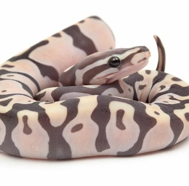 Змея без чешуи. Королевский питон scaleless. королевский питон без чешуи. scaleless python ball. королевский питон морфы.