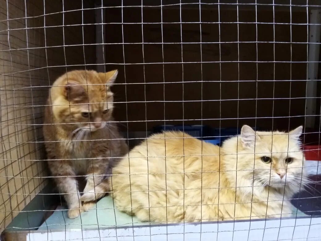 Добро к животным. Приют для животных в чайковском. Благотворительность для животных. Благотворительные организации для животных. Приют для собак котельнич.