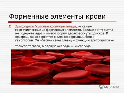 Какой форменный элемент имеет ядро