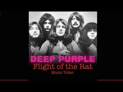 Deep purple flight of the rat
