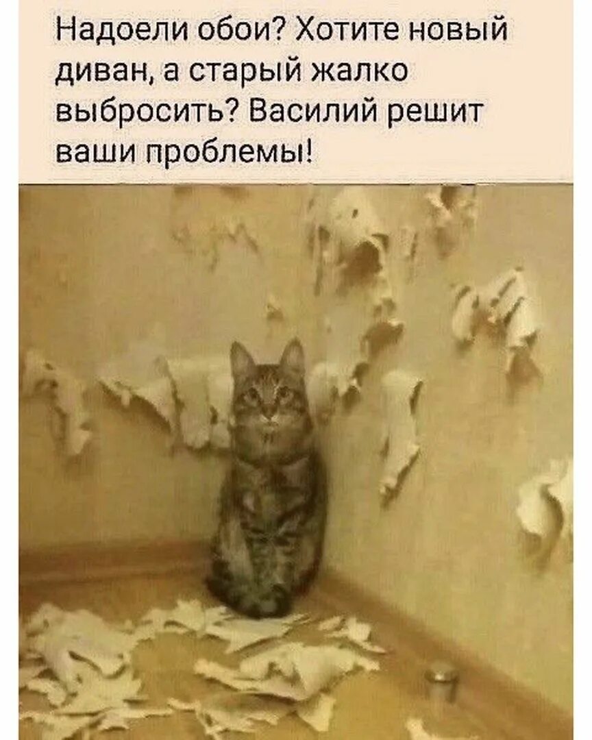 Как починить кошку