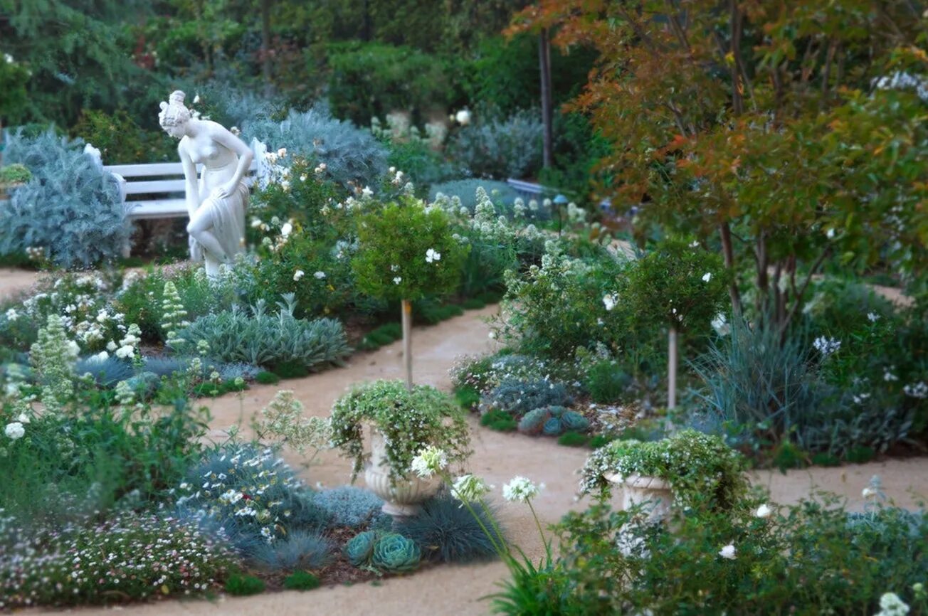 Голубой сад роз. Сад в бело голубых тонах. Цветник в голубых тонах. Серебристые растения для сада. Монохромный сад в ландшафтном дизайне.