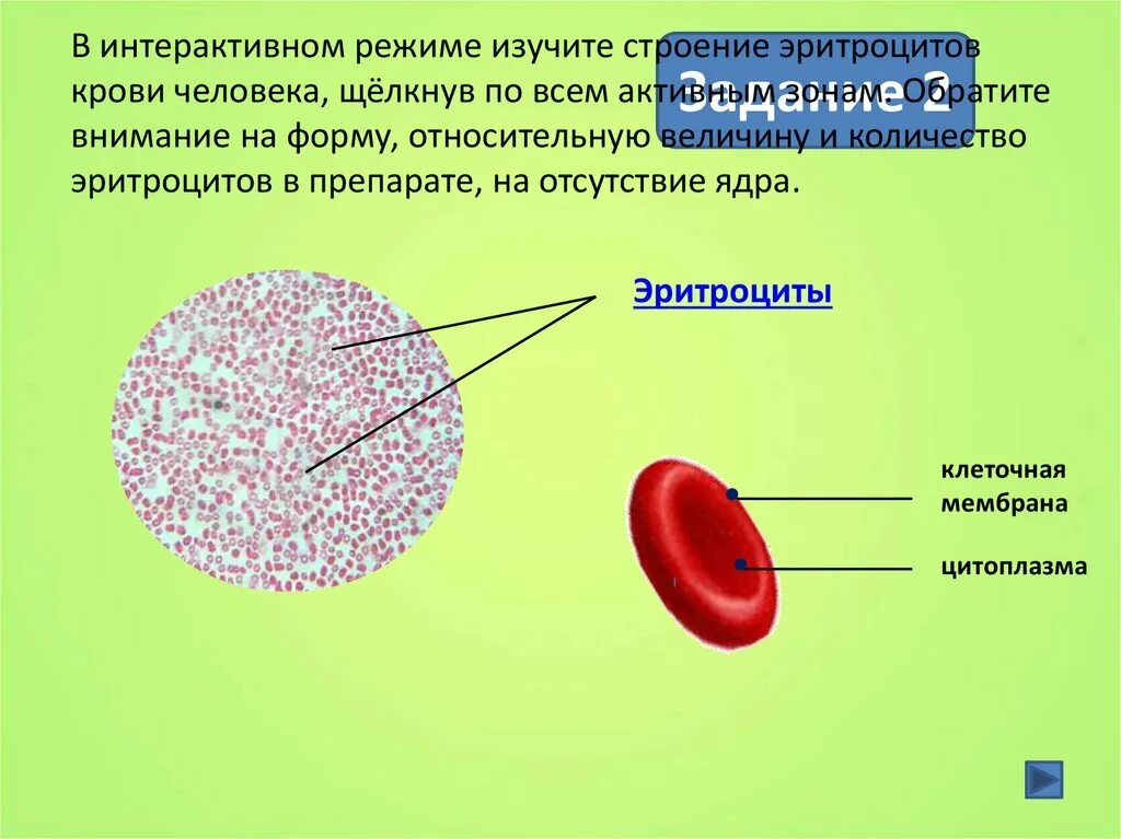 Цитоплазма эритроцитов человека. Строение клетки крови эритроциты. Строение клетки крови лягушки под микроскопом. Строение мембраны эритроцита. Строение эритроцитов крови человека и лягушки.