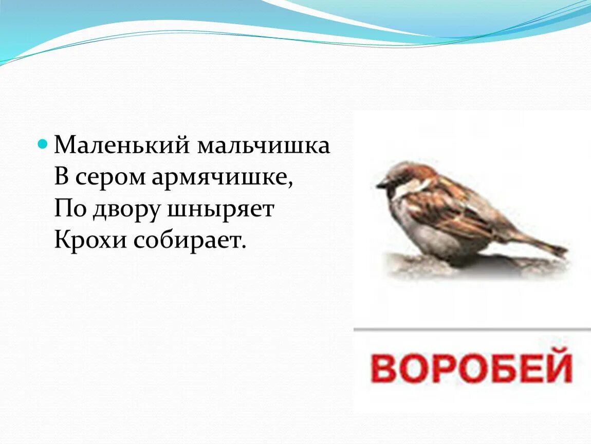Мальчишка в сером армячишке. Маленький мальчишка в сером армячишке по дворам шныряет крохи. маленький мальчишка в сером армячишке. загадка маленький мальчишка в сером армячишке. маленький мальчишка по дворам шныряет крохи собирает.