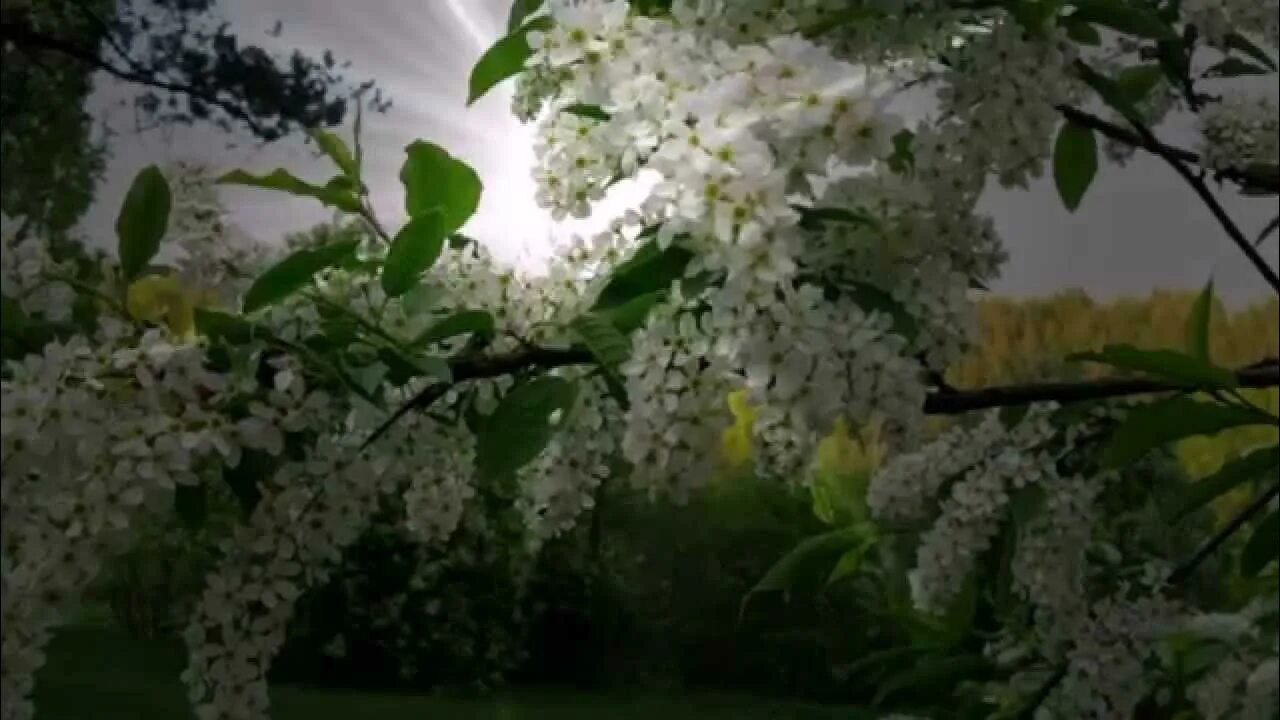 Цвет черемухи. Цвет черемухи. Ручной труд ветка черемухи. Песня о родине там где ветки черемухи. Черемуха обыкновенная веточка.