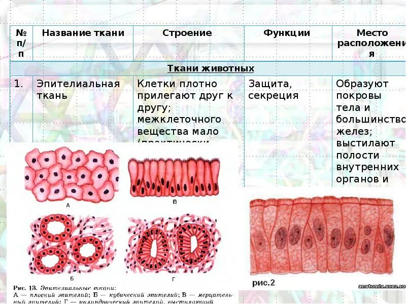 Таблица ткань строение рисунок. Особенности строения эпителиальной ткани. Строение клетки эпителиальной ткани. Строение эпителиальной ткани человека анатомия. Ткани животных эпителиальная ткань 5 класс.