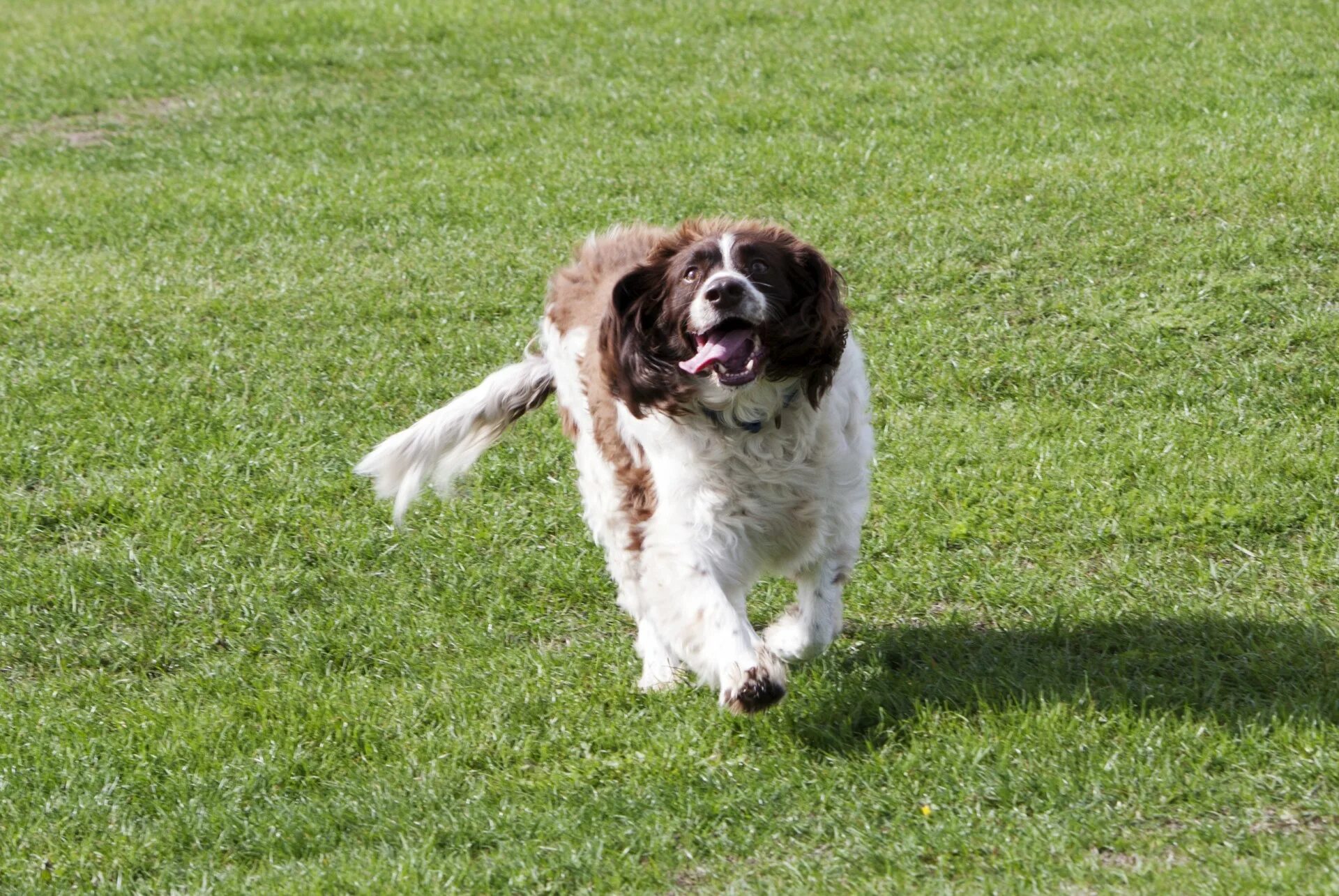 My dog running