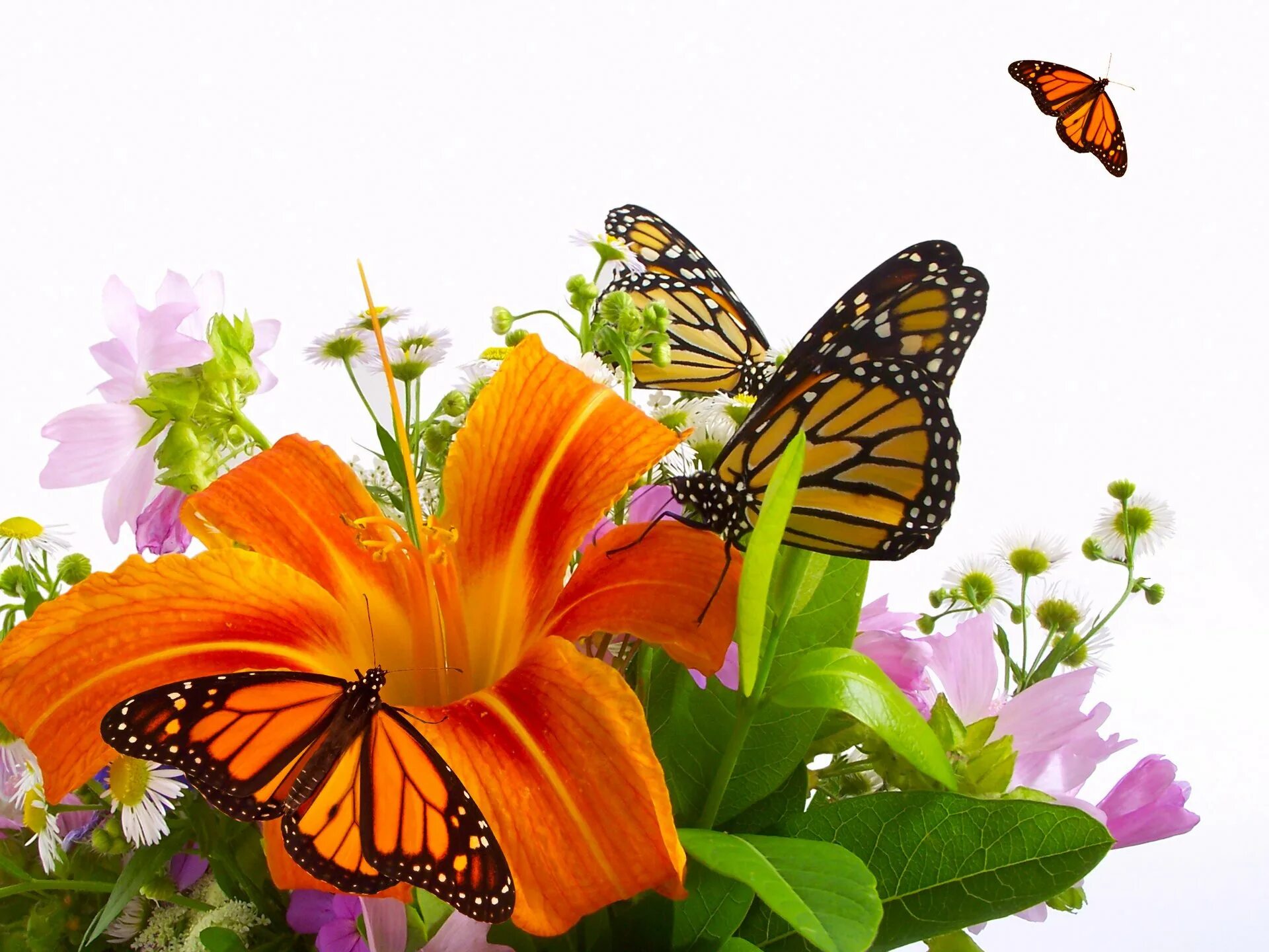 Бабочка на цветке. Цветы и бабочки на прозрачном фоне. Красивый фон с бабочками. Бабочки в цветах. Красивые открытки бабочками