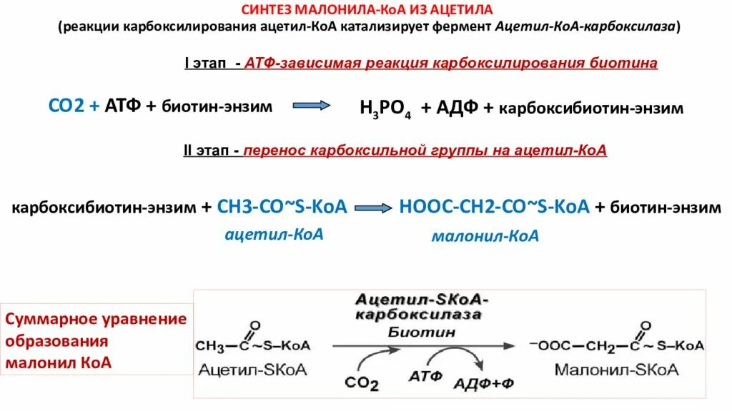 Малонил Синтез жирных кислот. Синтез жирных кислот из ацетил КОА реакции. Синтез жирных кислот из малонил КОА. Синтез ацил КОА из ацетил КОА.