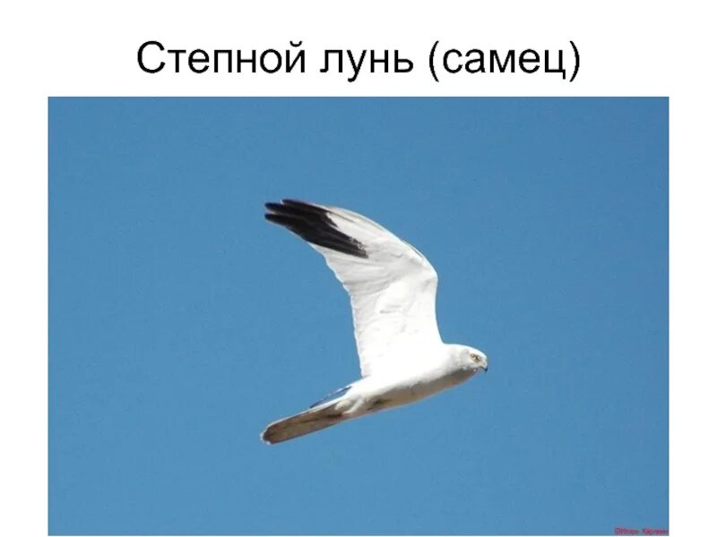 Луни ли