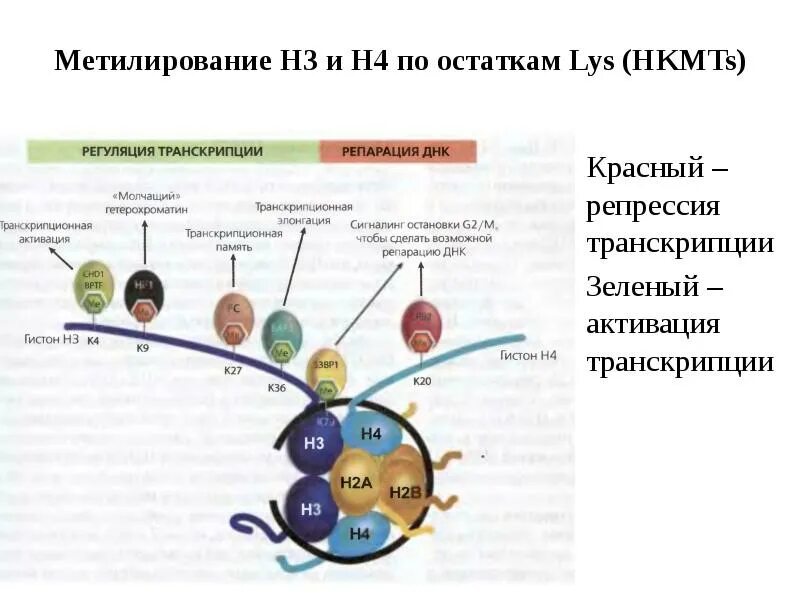 Репрессия транскрипции. Механизмы эпигенетической регуляции. репрессия транскрипции посредством метилирования днк. эпигенетическая регуляция транскрипции метилирование днк. метилирование механизм.