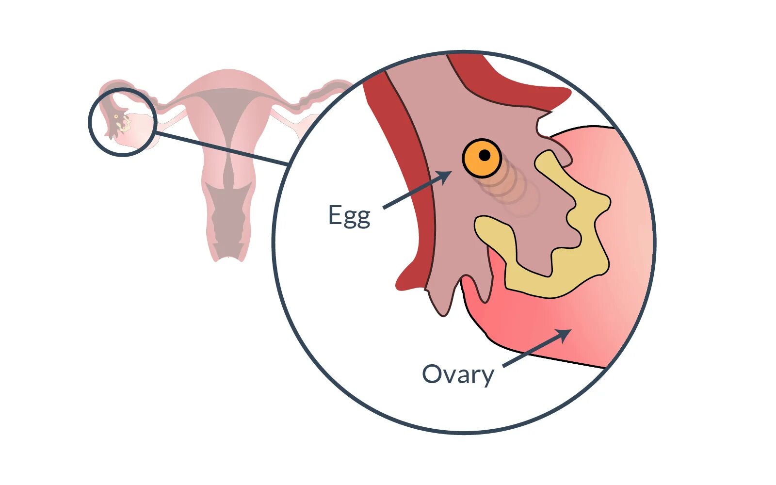 15 дней месячных причины. Красные кровяные выделения овуляция. Ovulating. Кровяные сгустки в середине цикла.