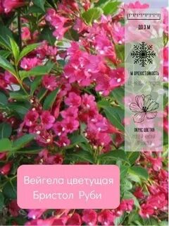 Бристоль руби кустарник фото и описание
