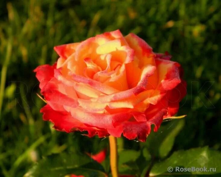 роза пати трендсеттер. роза кустовая пати трендсеттер. роза флорибунда самба. роза кустовая ред трендестер. роза самба пати.