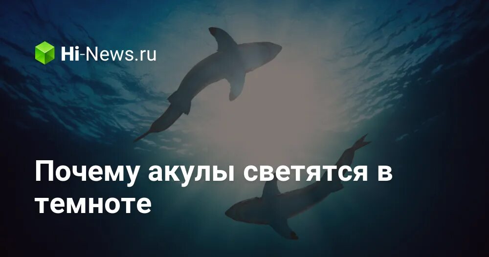 Акулы всегда в движении. Почему акула постоянно в движении. почему акулы всегда в движении. почему акула постоянно движется.