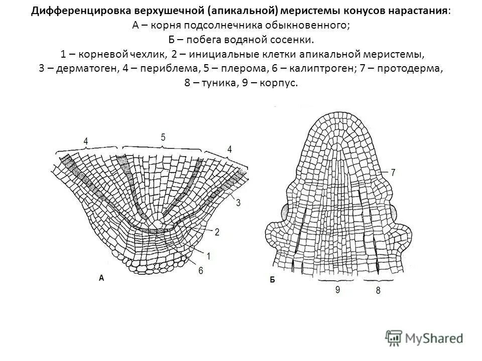 Зона нарастания. Апикальная меристема побега. Растительные ткани образовательные ткани (меристемы. Образовательная ткань растений верхушечная. Верхушечная меристема конуса нарастания.