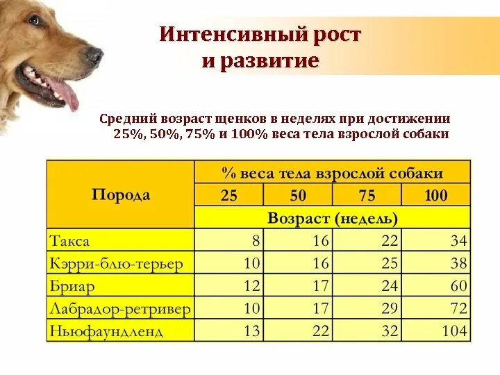 Как определить щенков овчарки