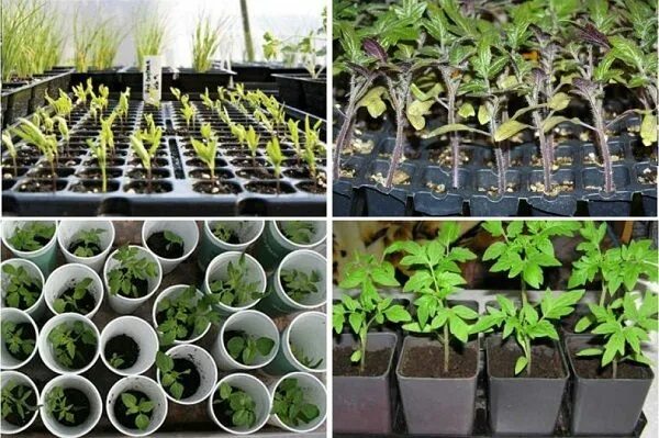 Перевалка рассады томатов. Садовый календарь. Рассадка рассады томатов. Реанимация рассады томатов. Низкорослые томаты рассада.