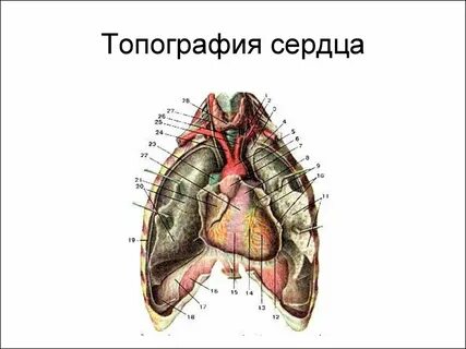 Топография сердца анатомия
