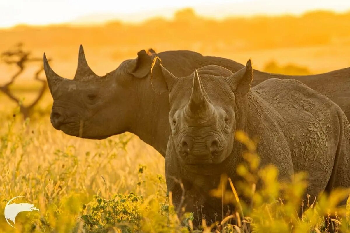Африканский черный носорог. Белый носорог. Нос носорога. Африканский черный носорог и люди.