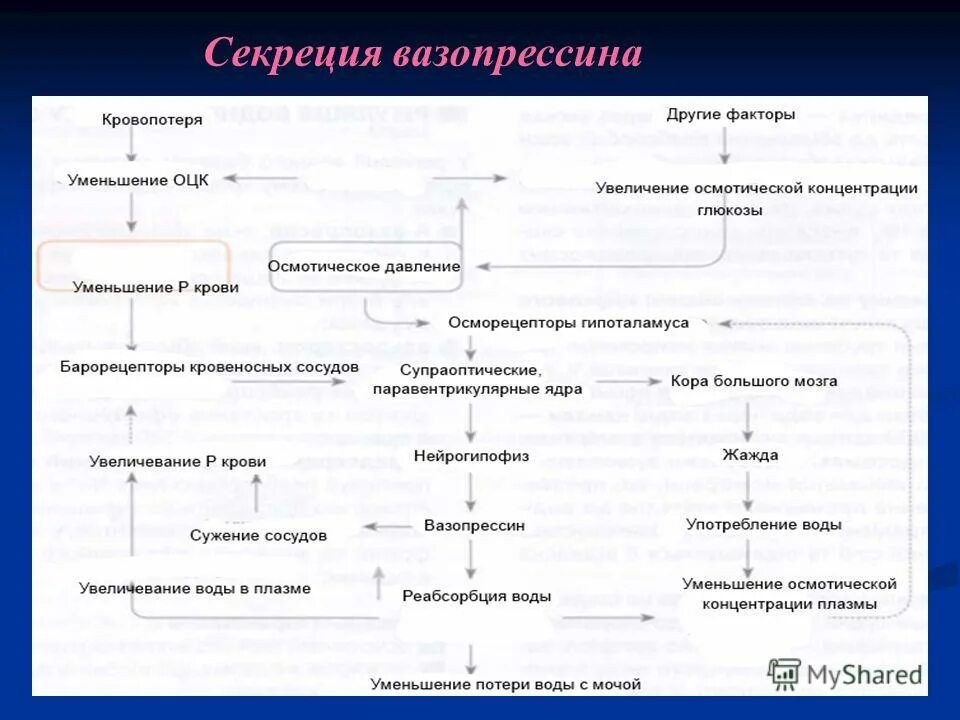 секреция вазопрессина. антагонист вазопрессина. вазопрессин (антидиуретический гормон) воздействие. схема регуляции секреции вазопрессина биохимия. регуляция ад вазопрессин.