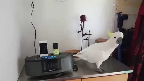 Видео попугай танцует под