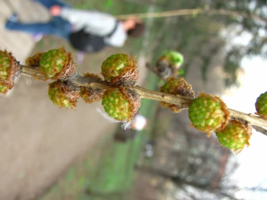 Почки лиственницы. Лиственница европейская почки. Почки лиственницы. Сибирская лиственница почки. Почки лиственницы.