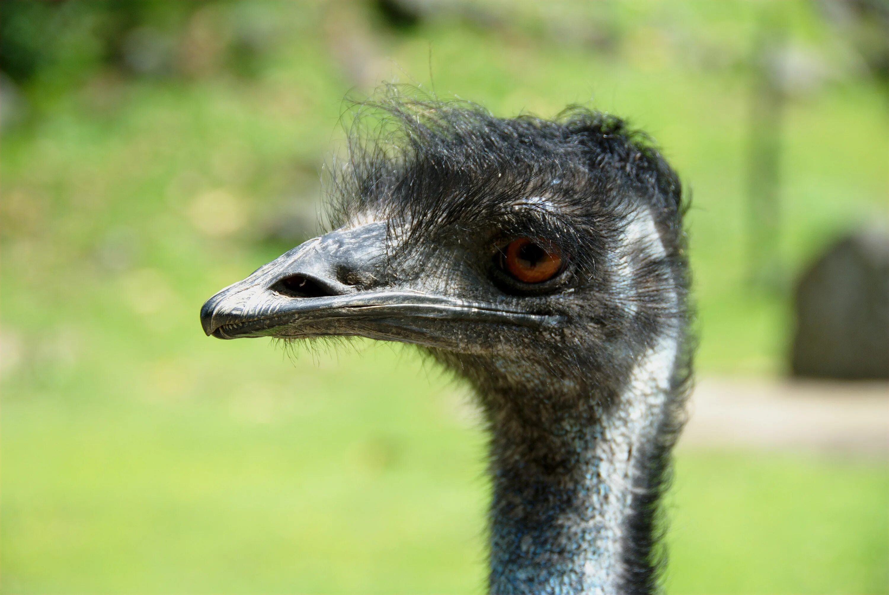 Emu o