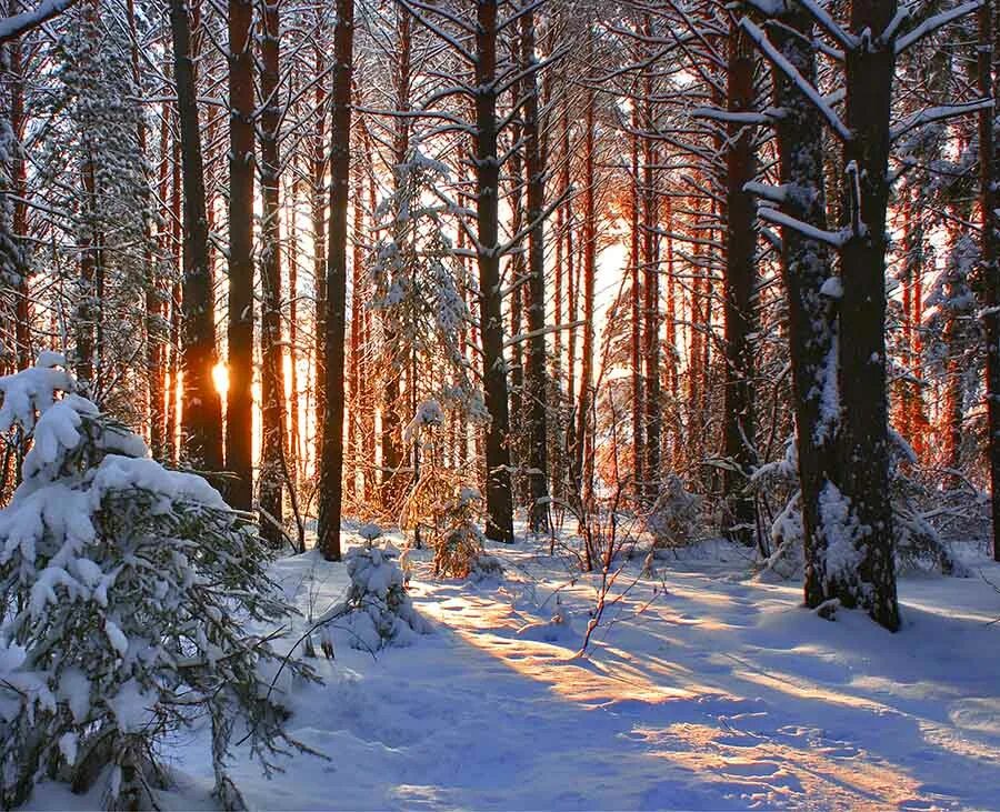 Зимняя тайга якутии. Siberian winter. Siberian winter. Зима в сибири. Siberian winter.