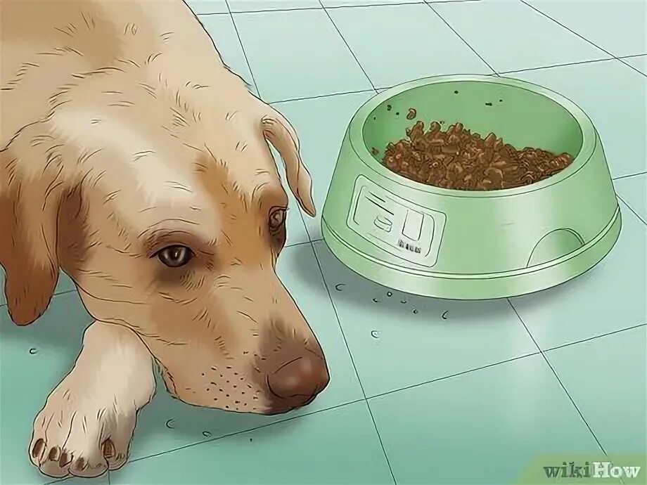 Suppress browser nap treat roundworm in dogs rock Amplify Between