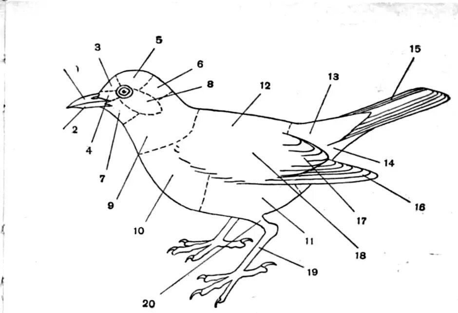 Схема внешнего строения птицы. Части тела птицы. Строение тела птицы. Наружное строение птицы.