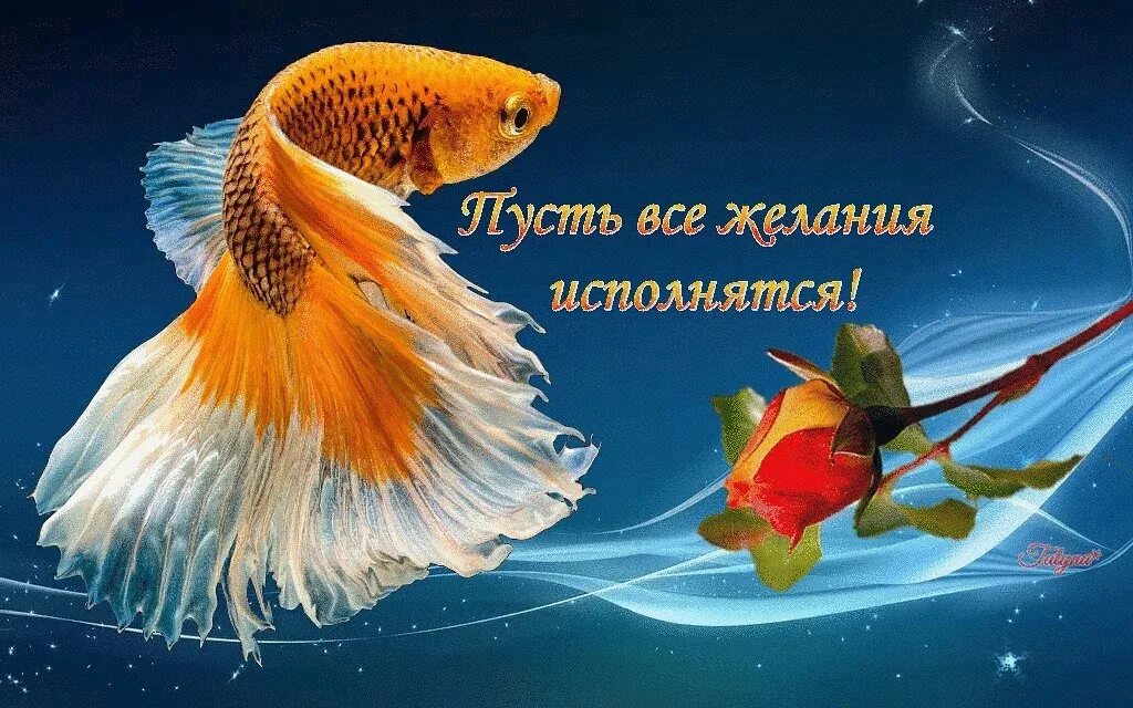 Цветы сбывшихся желаний. Золотая рыбка исполнение желаний. С днём рождения Золотая рыбка. Золотая рыбка исполняет желания. Пусть желания исполняются.