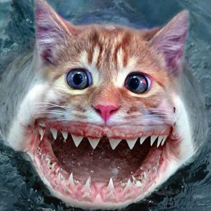 Французский скоро к зубам приберу. Зубы большой белой акулы. Акула с человеческими зубами.