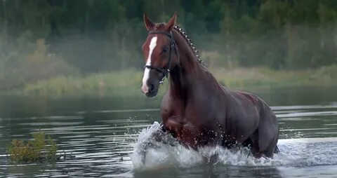 Фото лошадь воде
