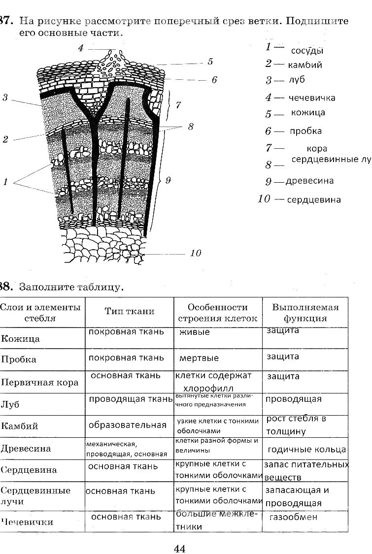 Тест ткани 6 класс биология. Биология 6 класс Пасечник рабочая тетрадь таблица строение стебля. Строение стебля биология 6 класс биология.