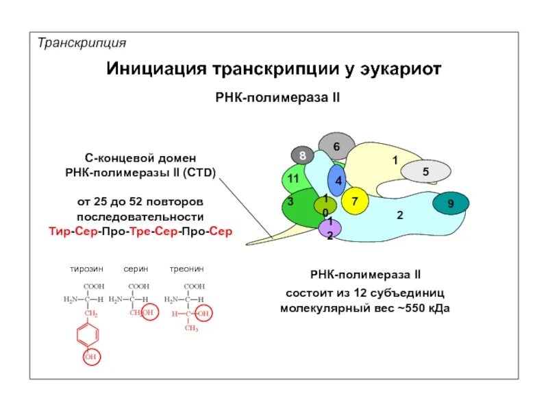 Строение РНК полимеразы у эукариот. Фермент РНК полимераза. С концевой домен РНК полимеразы. Структура РНК полимеразы II.