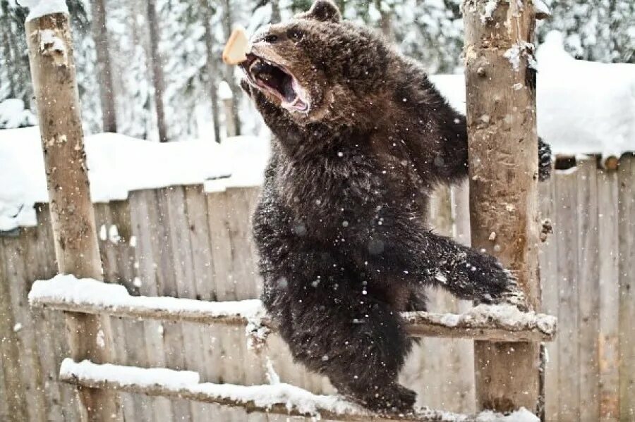 зоопарк три медведя карелия. зоокомплекс 3 медведя петрозаводск. зоокомплекс три медведя карелия. зоокомплекс три медведя карелия. зоокомплекс три медведя петрозаводск.