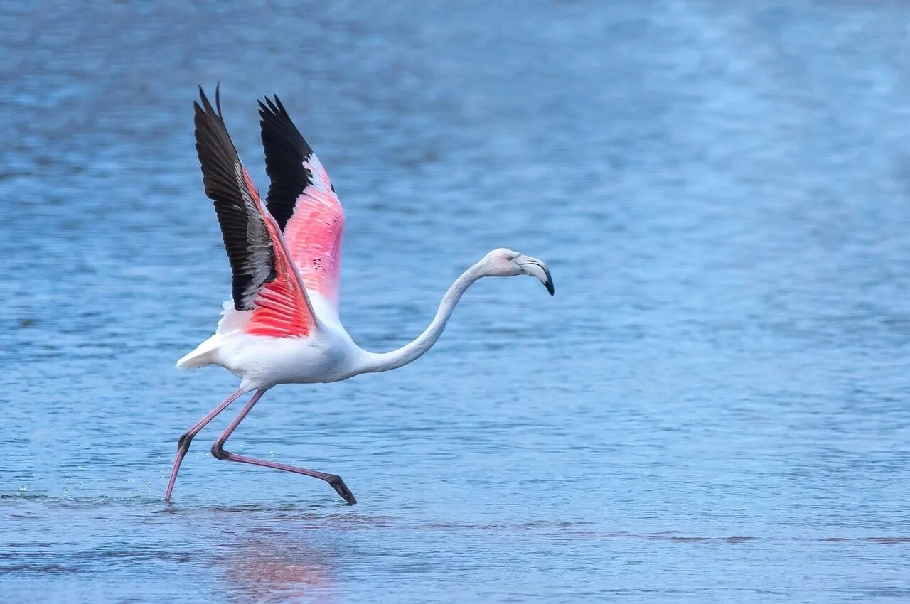 Phoenicopterus roseus. Обыкновенный Фламинго. Фламинго на Иссык-Куле. Фламинго Киргизия. Фломинго