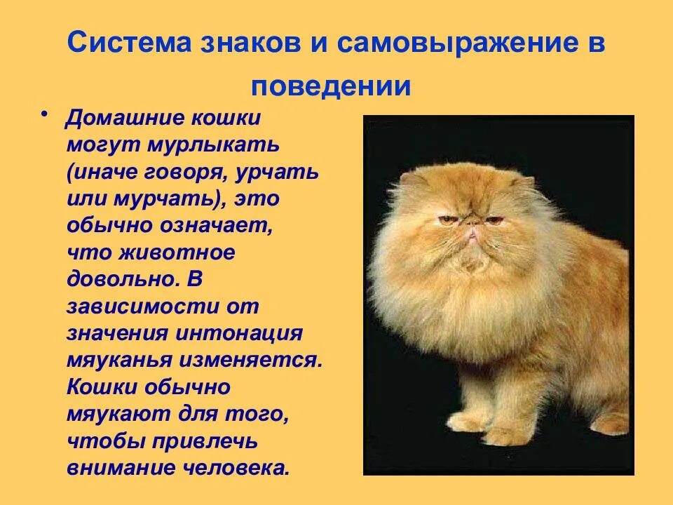 Опишите какое нибудь животное