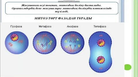Профаза метафаза