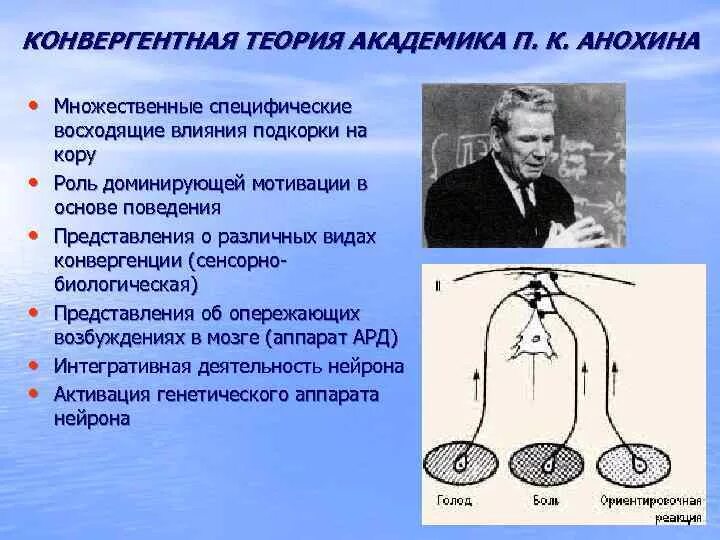 Конвергентная теория Анохина. Конвергентная теория п.к. Анохина. Теория конвергенции Анохин. Теория конвергентного замыкания условного рефлекса п.к.Анохин. Конвергенция штерна