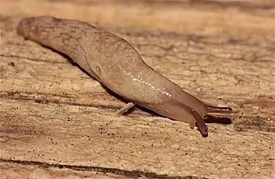 Slug field. Slug field